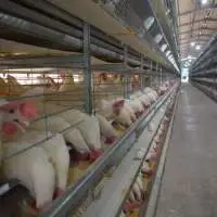 Capacity Feeder