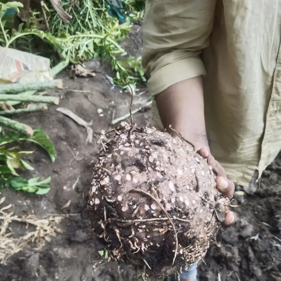 Elephant Yam,suran