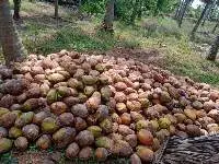 Coconut