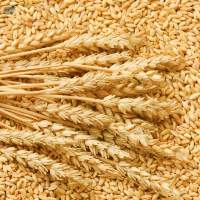 UKRAINIAN MILLING WHEAT 11.5%