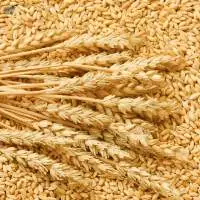 UKRAINIAN MILLING WHEAT 11.5%