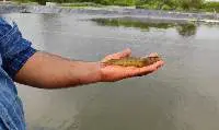Vannamei Shrimps