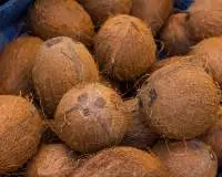 Coconut