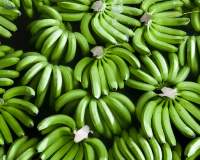 Cavendish g9 bananas