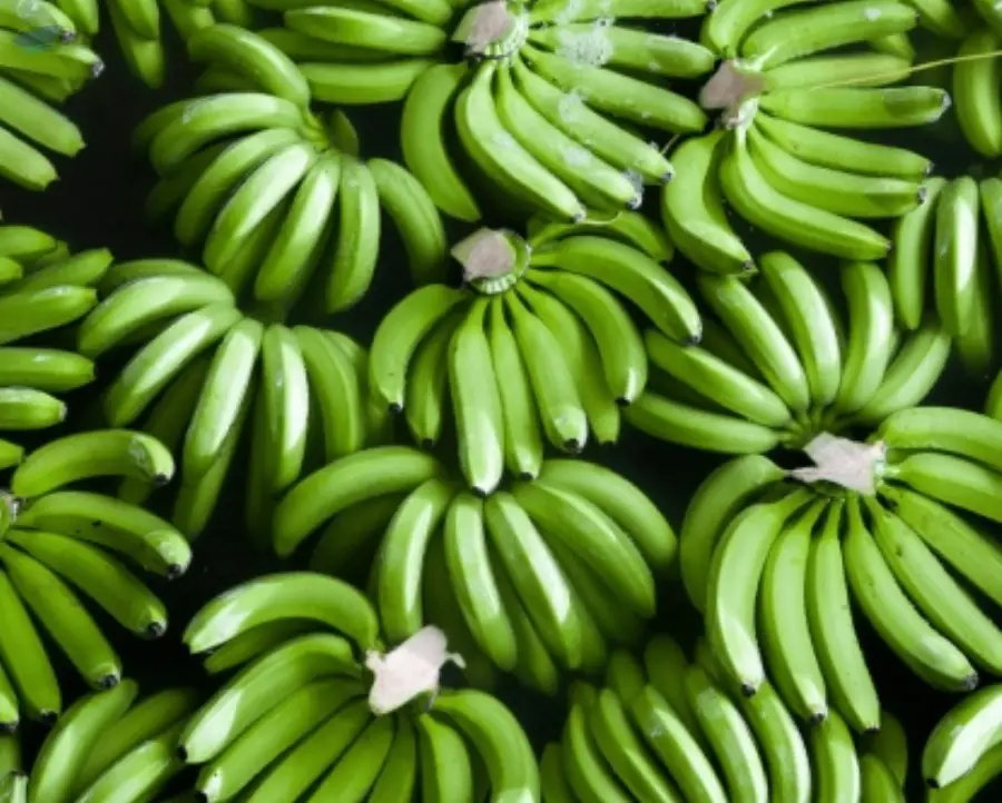 Cavendish g9 bananas