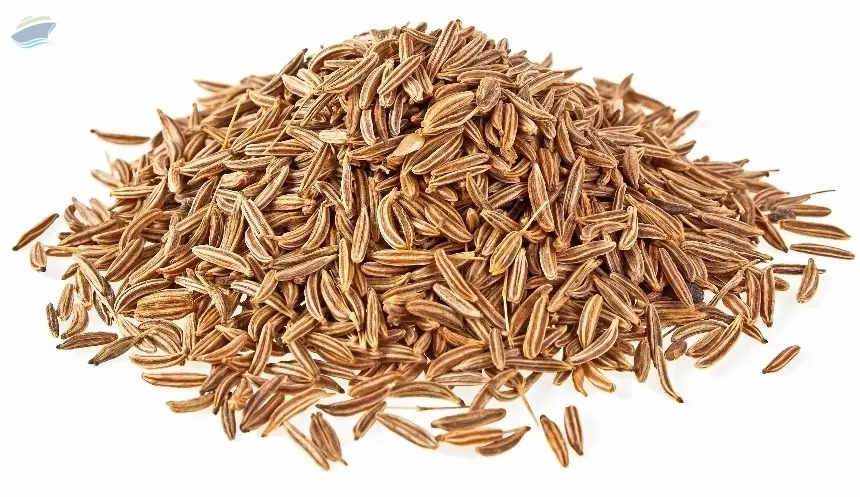 Cumin Seed