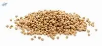 Coriander