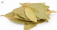 Bay Leaf (Tej Patta)