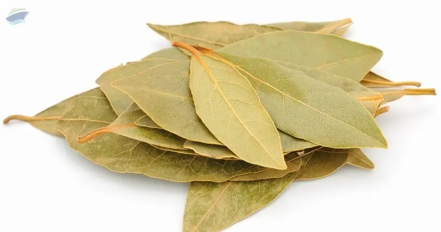 Bay Leaf (Tej Patta)