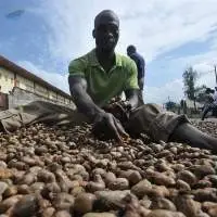 Raw Cashew Nuts