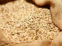 Wheat