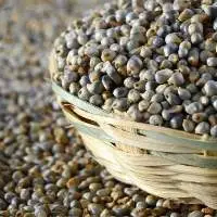 Pearl Millet / Green Millet