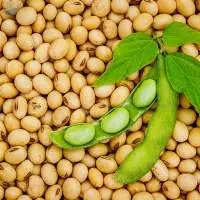soybean seeds