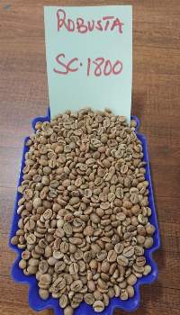 Robusta Coffee Beans