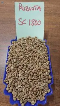 Robusta Coffee Beans