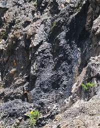 Coal