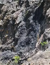 Coal