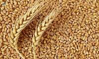 Wheat