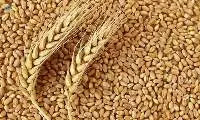 Wheat