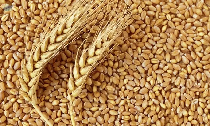 Wheat