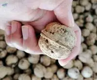 Walnuts With Shell And Without Shell