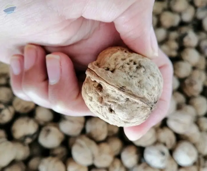 Walnuts With Shell And Without Shell