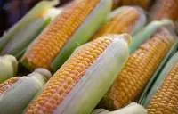 Corn