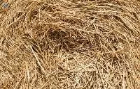 Hay