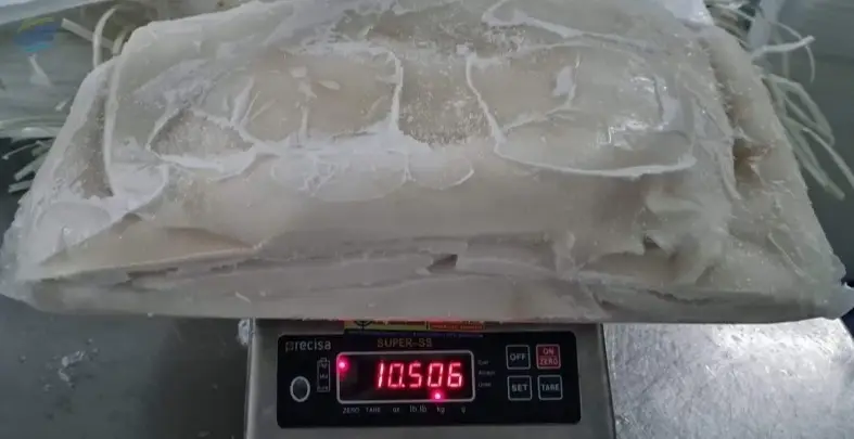 FROZEN SQUID