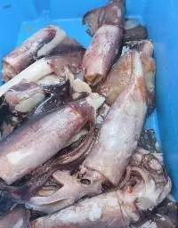 FROZEN WR  SQUID