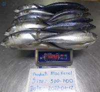 Mackerel Scomber Japonicus