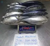 Mackerel Scomber Japonicus