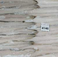 Frozen Conger Eel Fillet