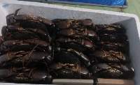 Mud Crab