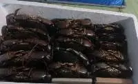 Mud Crab
