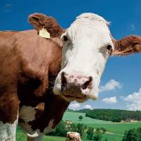Salt For Animal feed