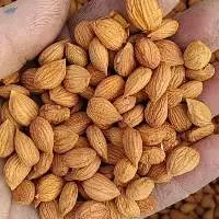 Apricots seeds