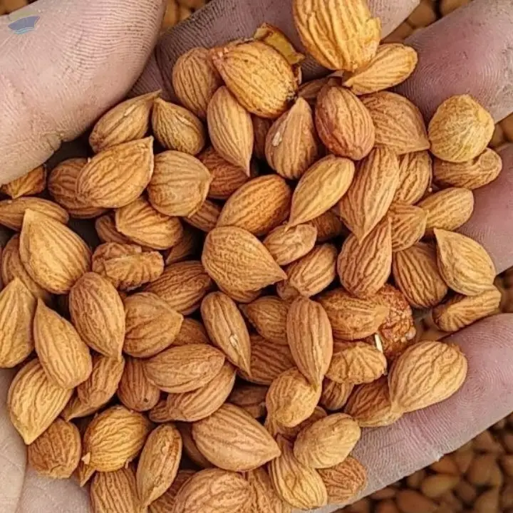 Apricots seeds