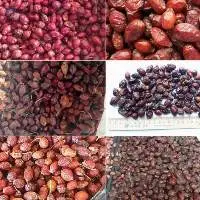 Rose Hip
