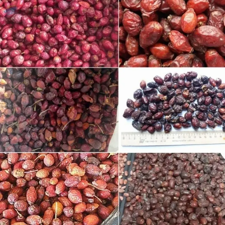 Rose Hip