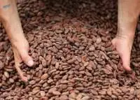 Cocoa Beans