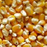 Yellow Corn GMO And NON GMO