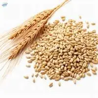 Wheat