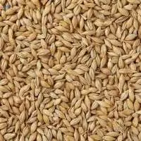 Barley