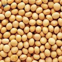 Soybean