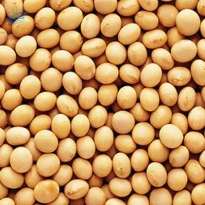 Soybean