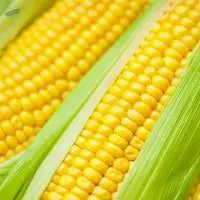 Corn
