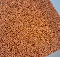 Red Lentil