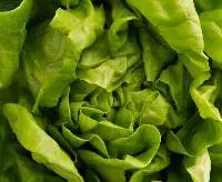 Lettuce