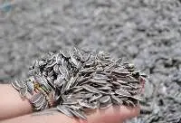 Sunflower Seeds